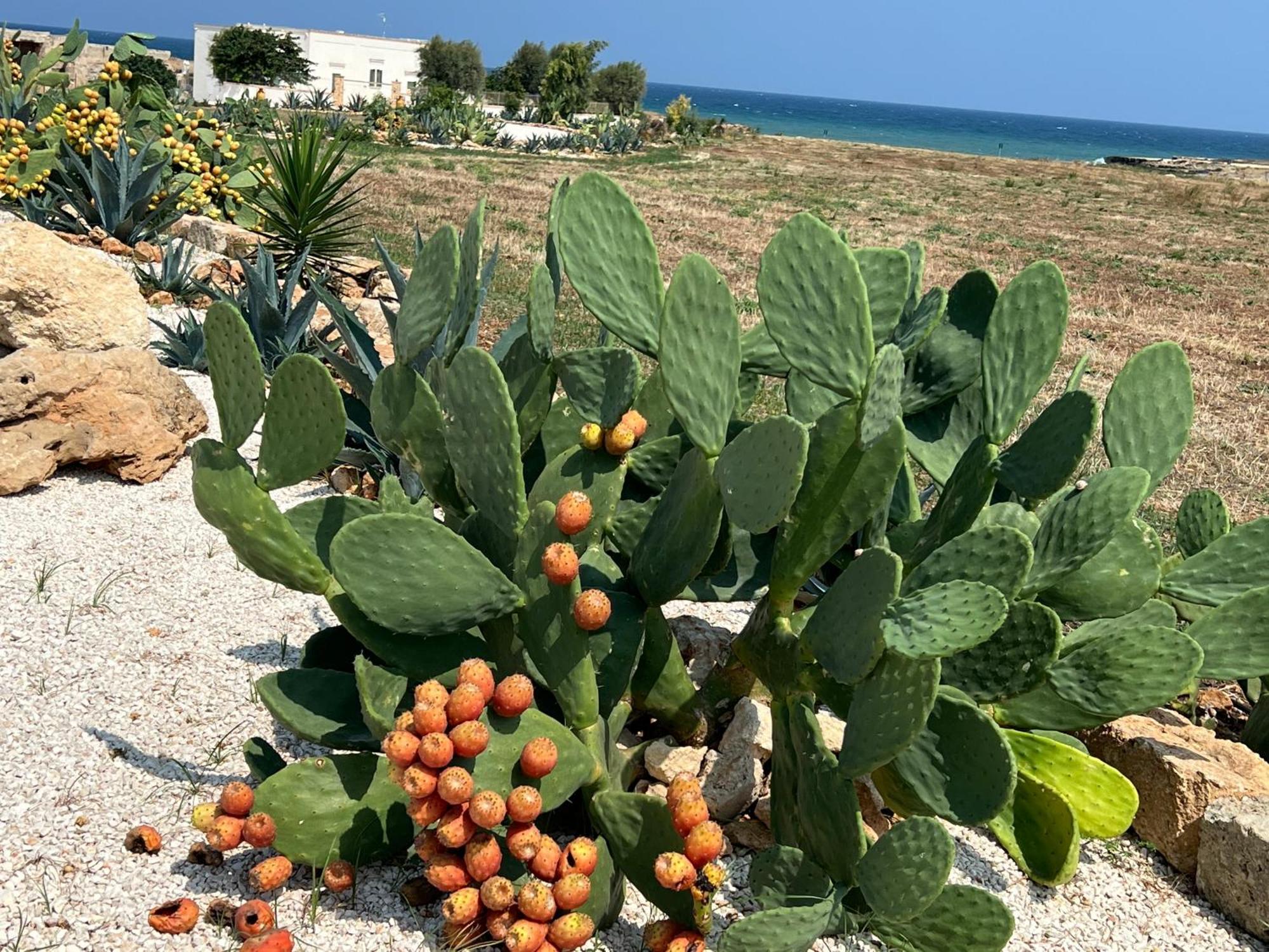 Masseria Ostuni Mare Agri Resort Zewnętrze zdjęcie